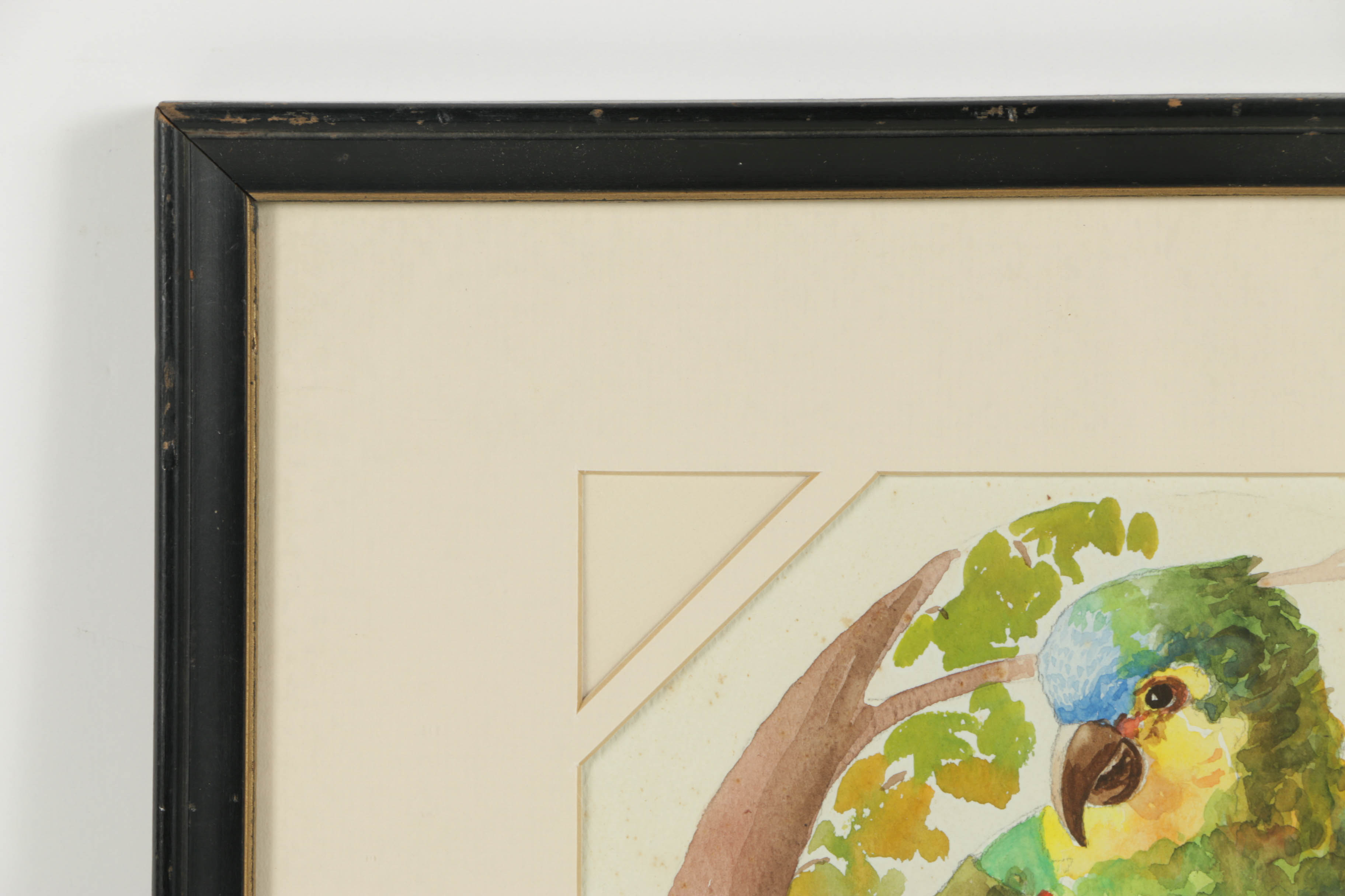 Andorka Watercolor Painting on Paper of a Parrot