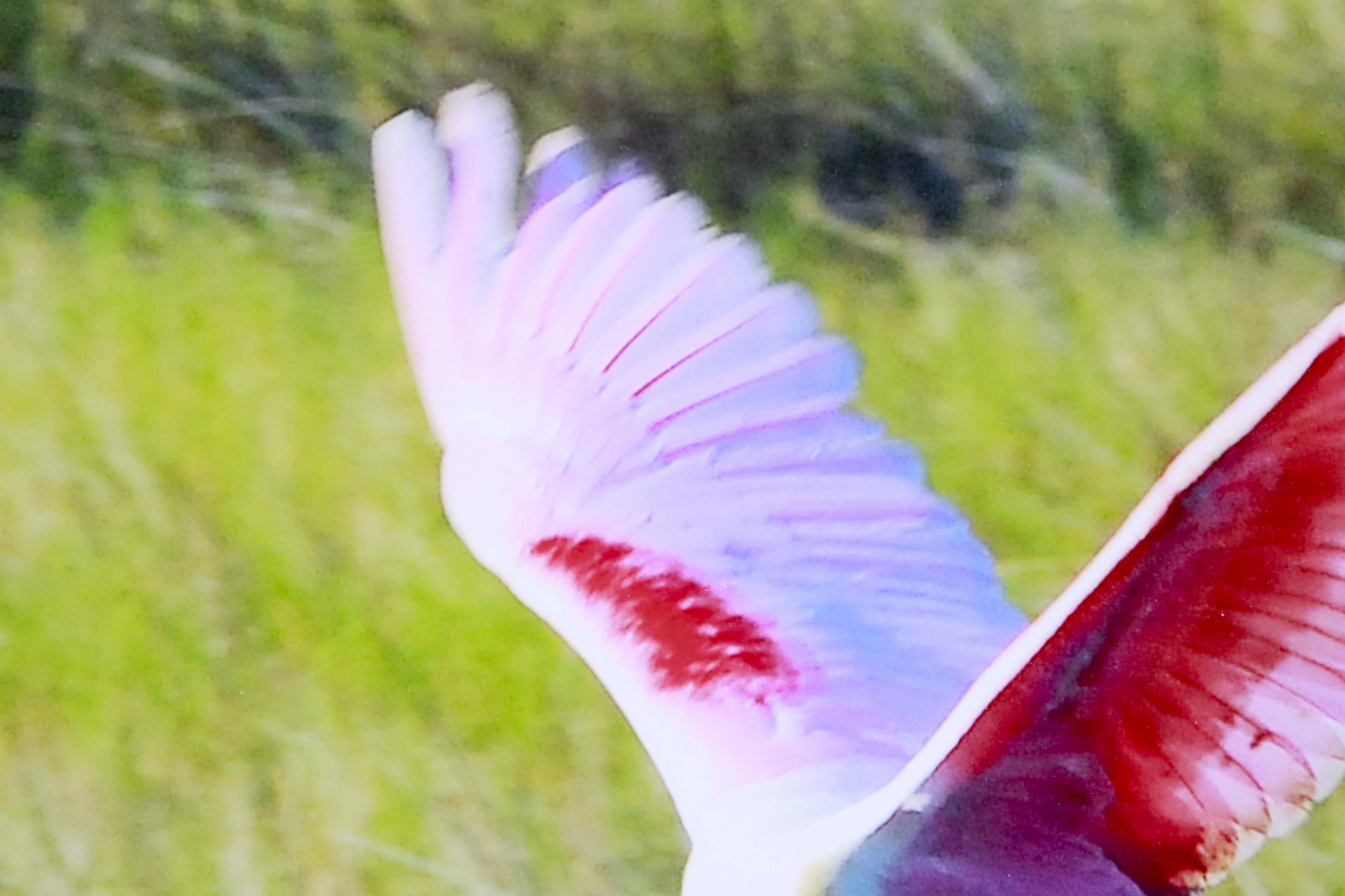 Original Photography by Herm Wallace and Jan Spaulding