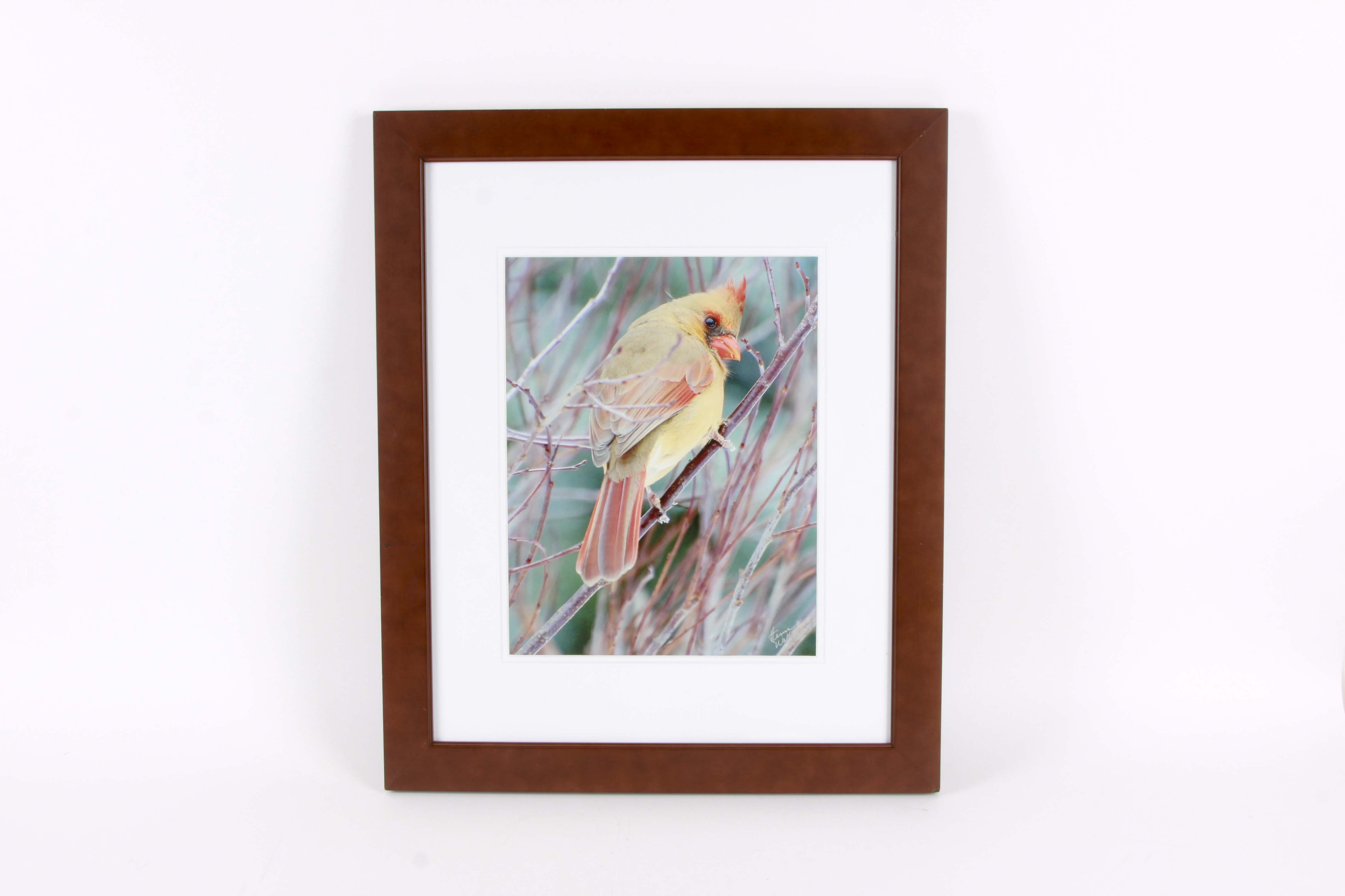 Herm Wallace Nature Photograph of Female Cardinal