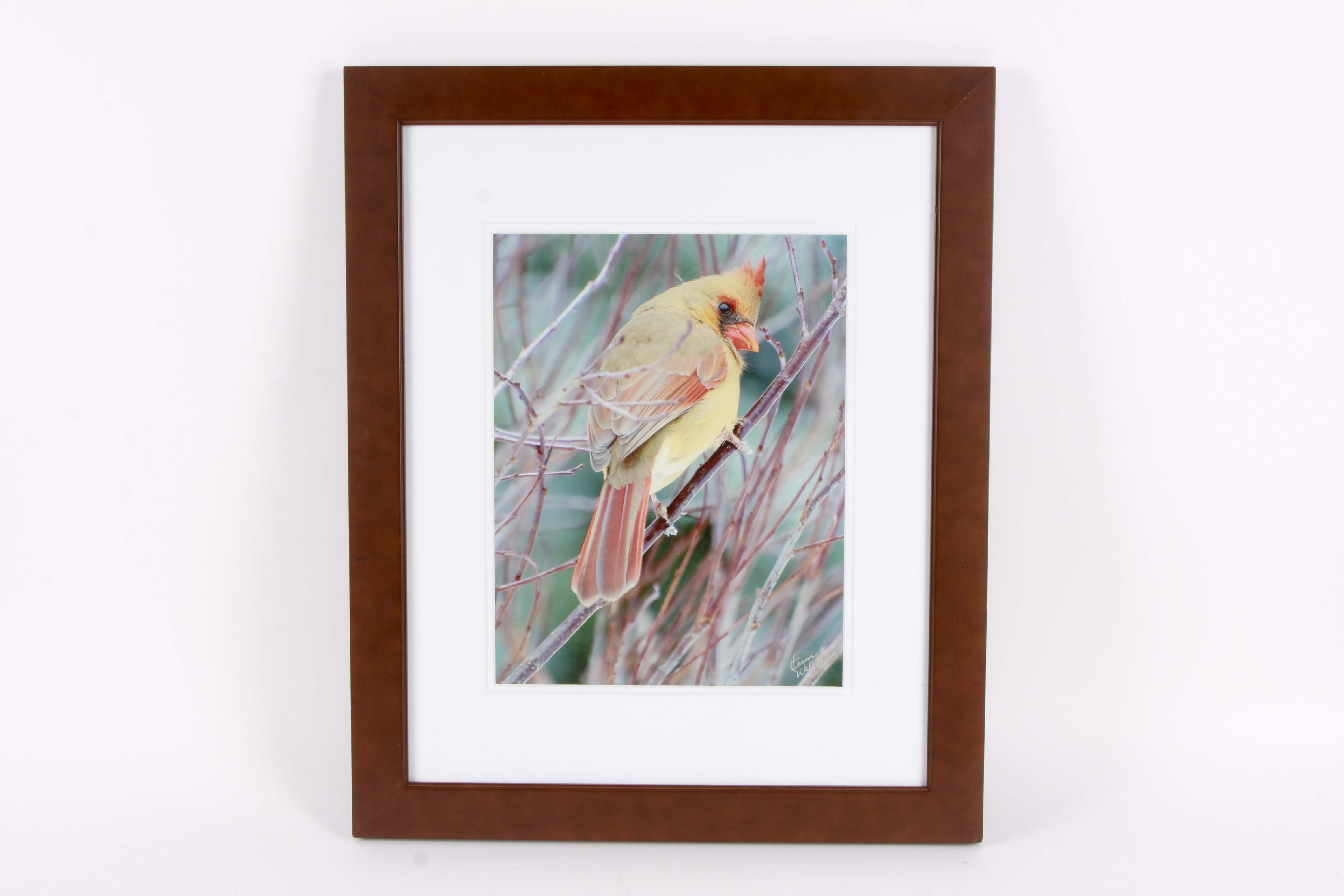 Herm Wallace Nature Photograph of Female Cardinal