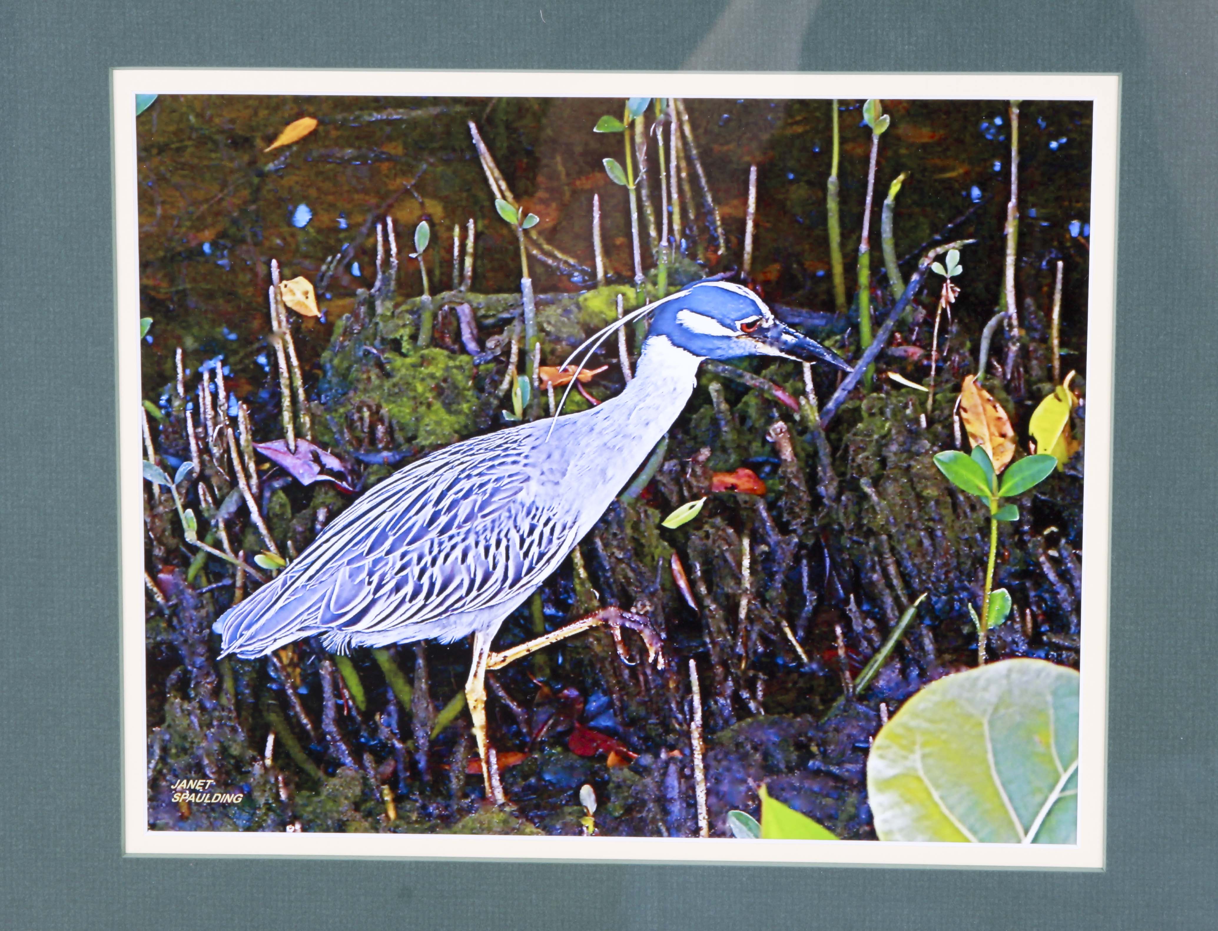Jan Spaulding Nature Photography of Two Water Birds