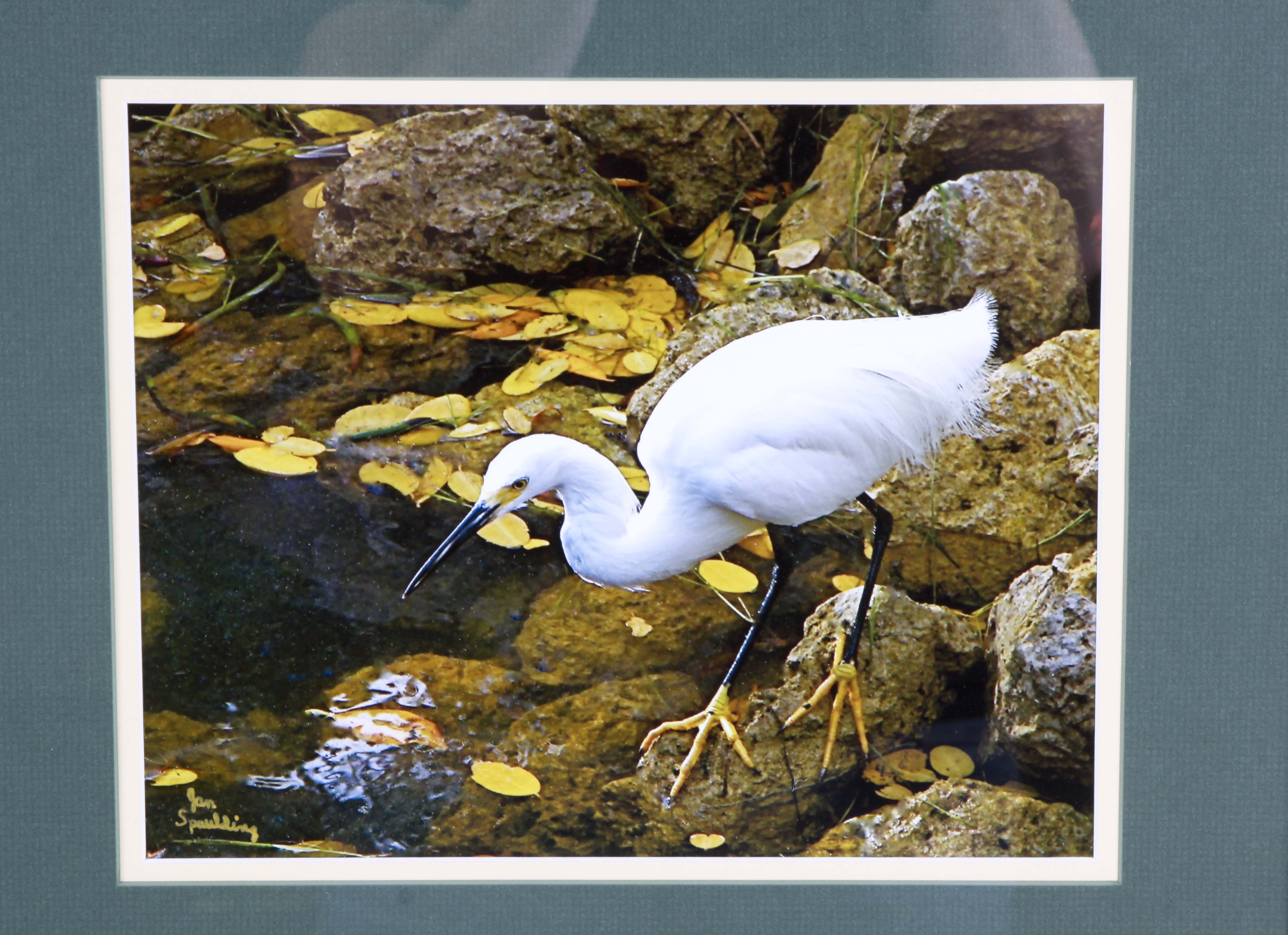 Jan Spaulding Nature Photography of Two Water Birds