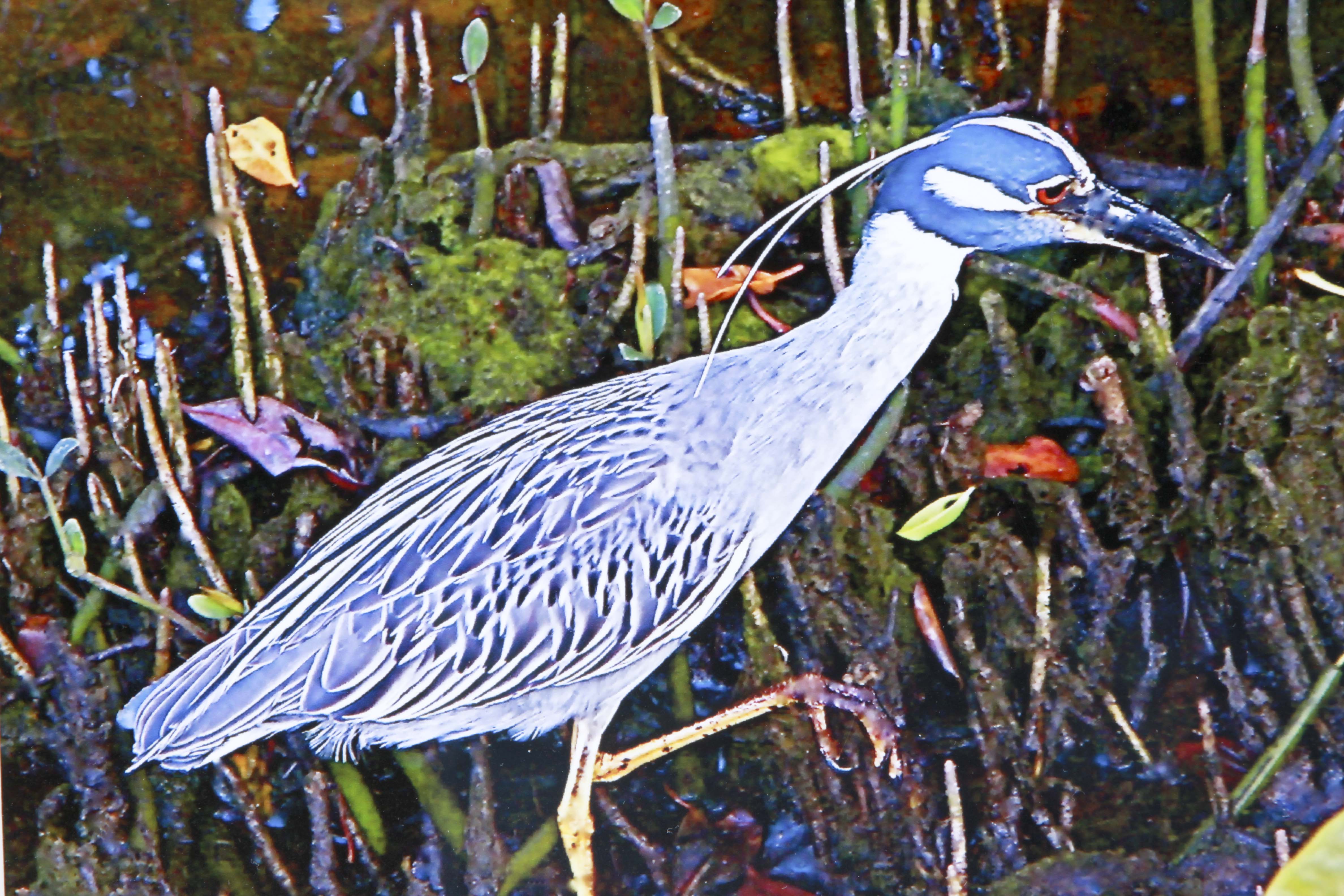 Jan Spaulding Nature Photography of Two Water Birds