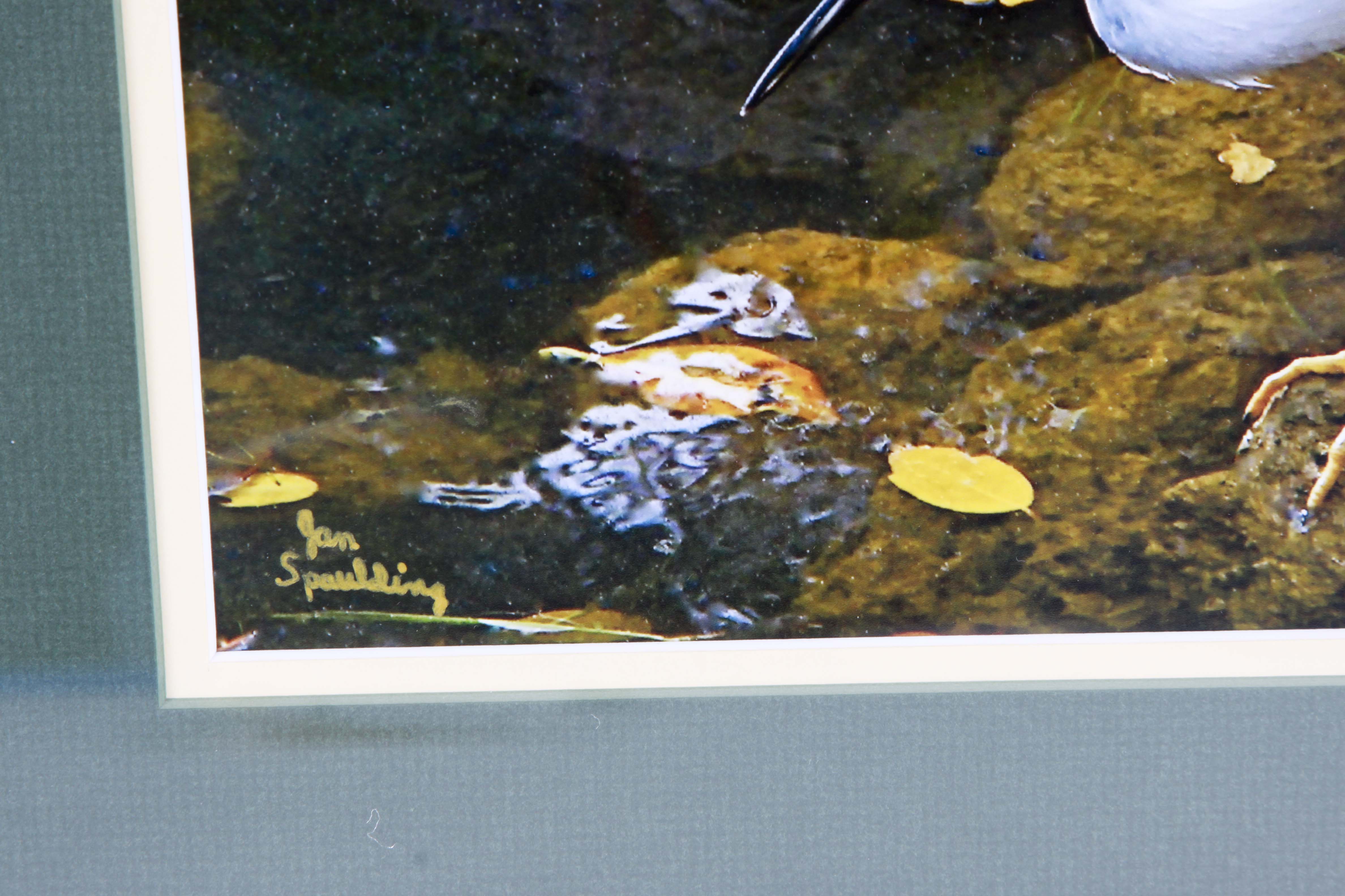 Jan Spaulding Nature Photography of Two Water Birds