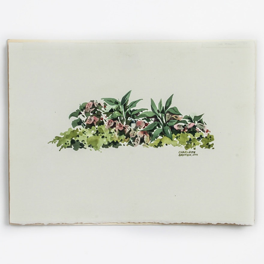 Charlotte Britton Watercolor Painting on Paper "Herbaceous Plants"