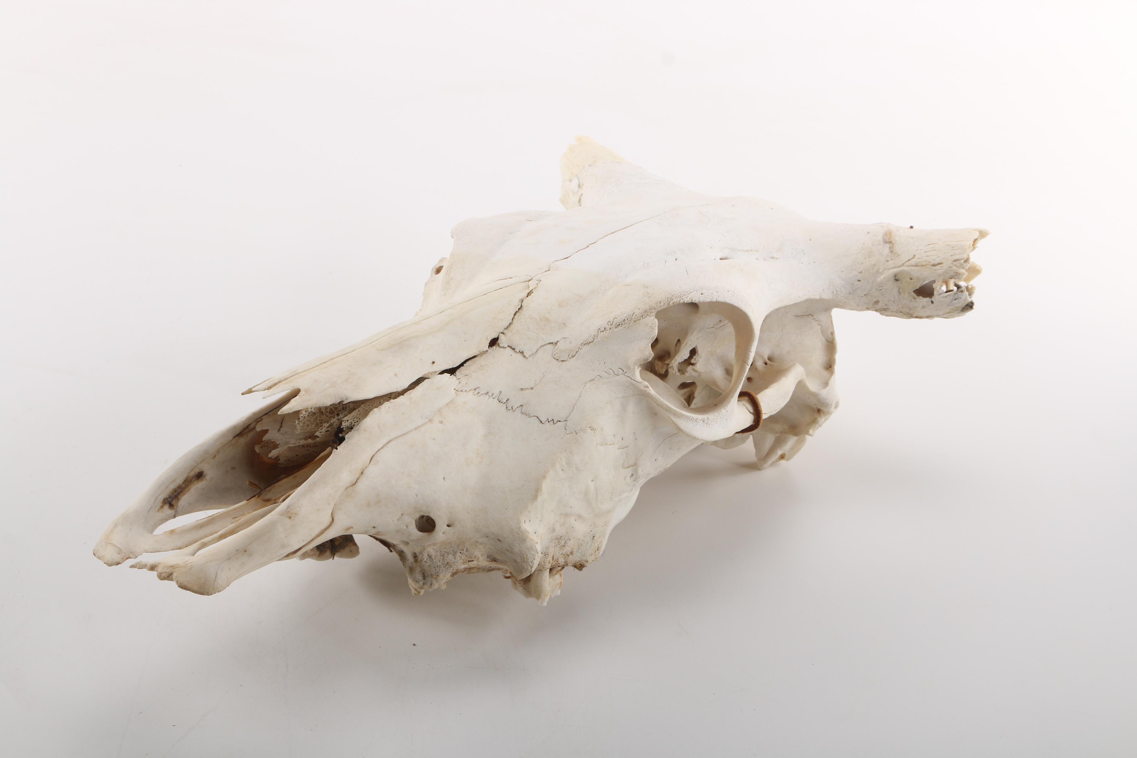 Steer Skull With Horns