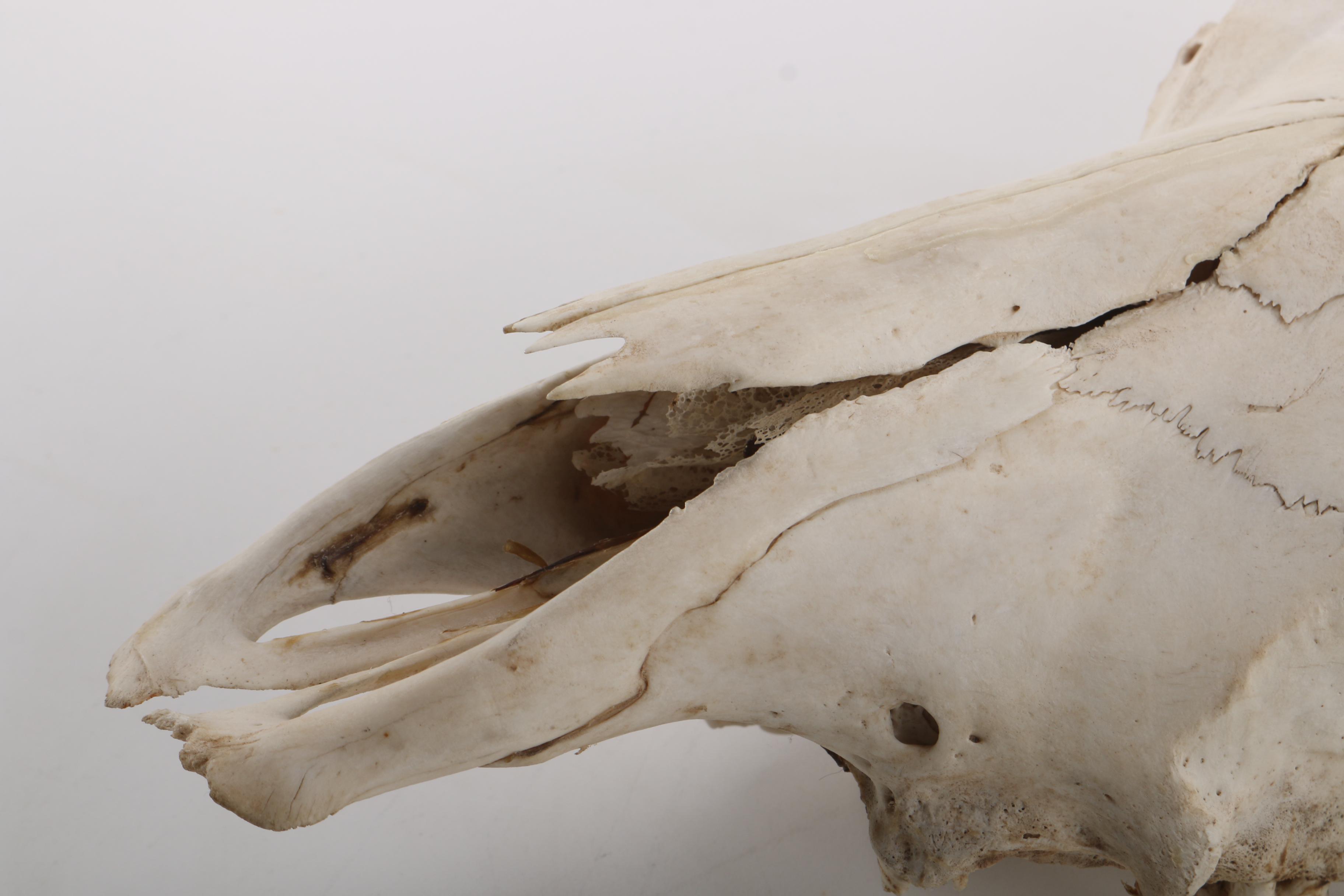 Steer Skull With Horns