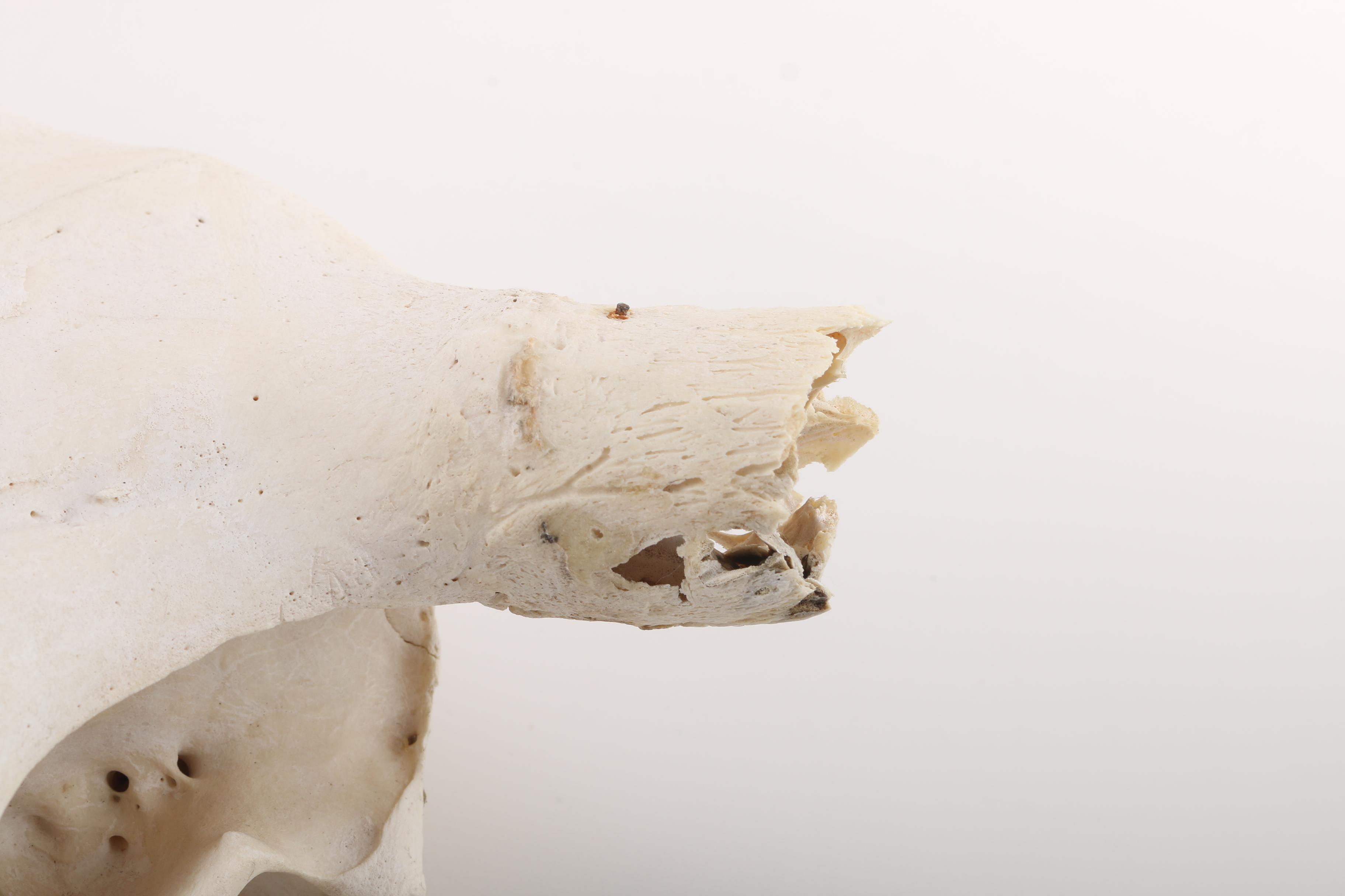 Steer Skull With Horns