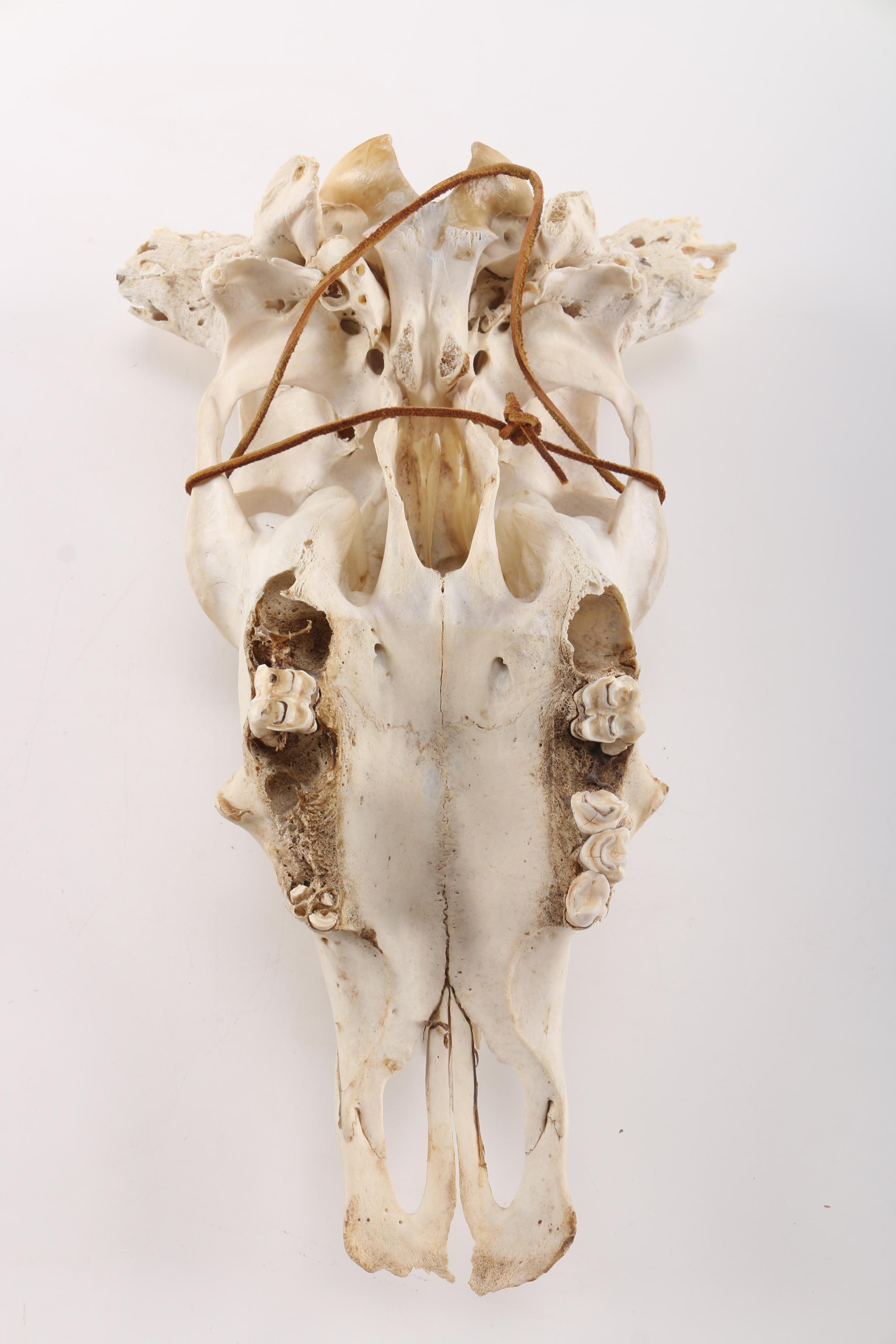 Steer Skull With Horns