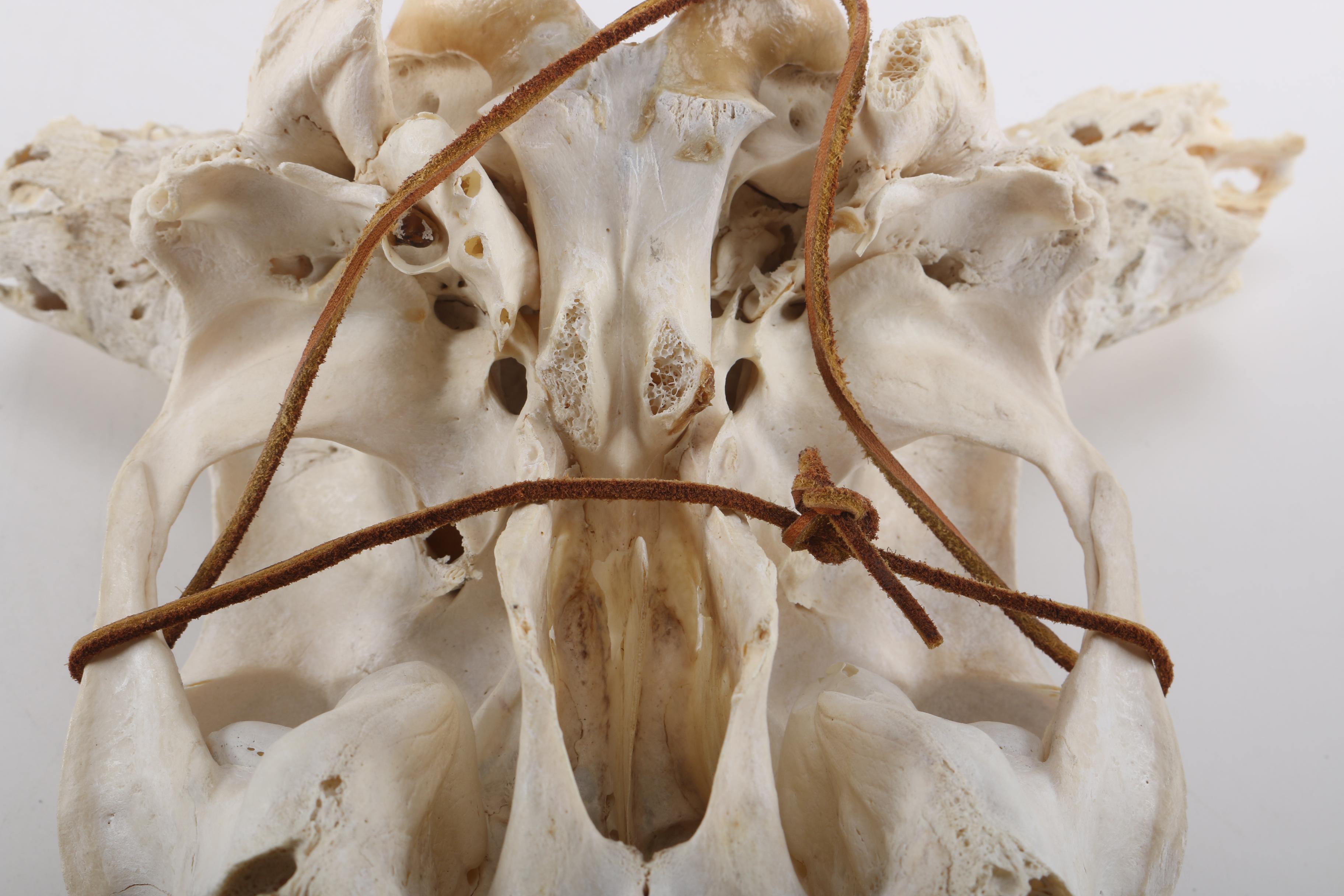 Steer Skull With Horns