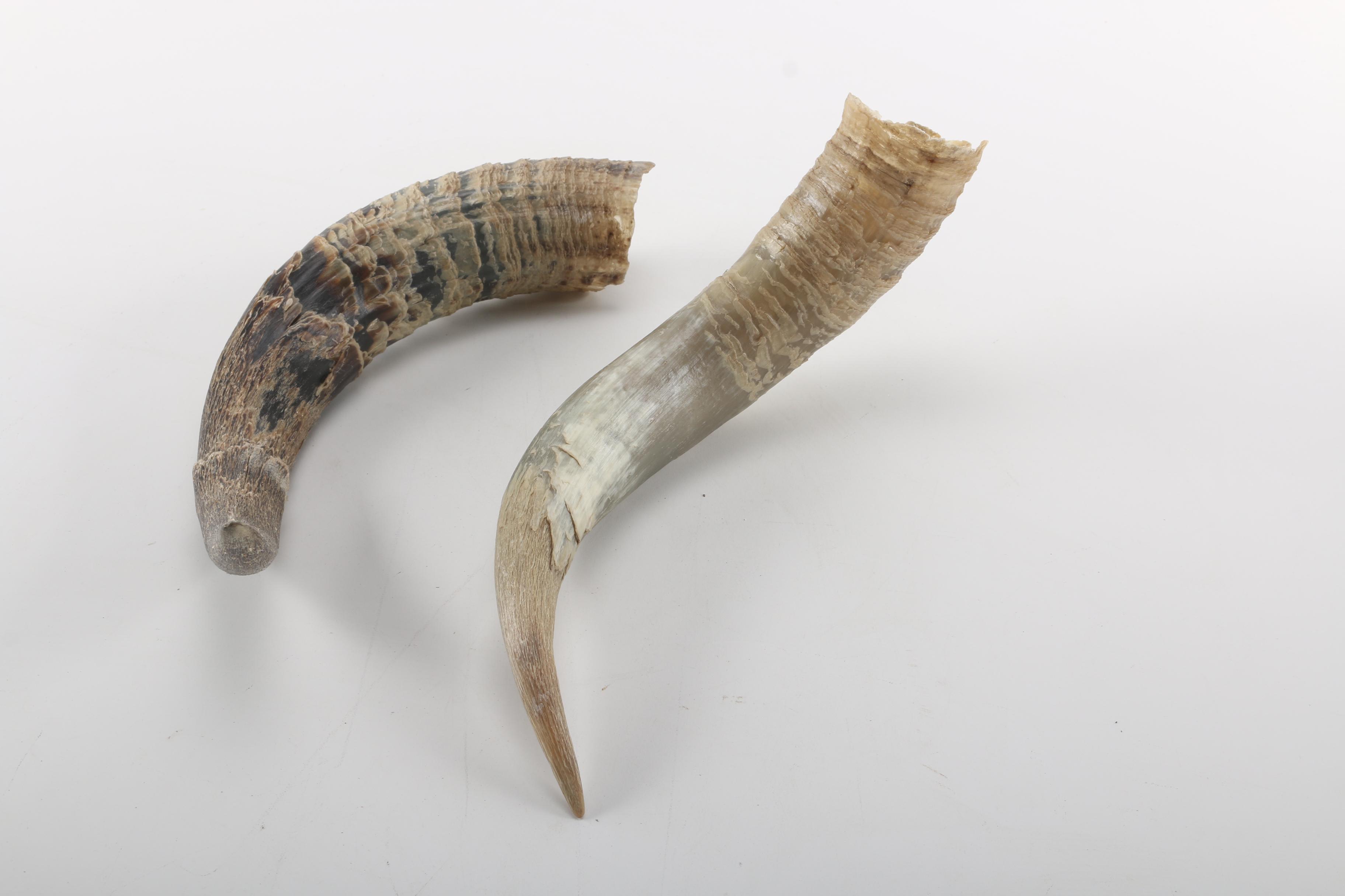 Steer Skull With Horns