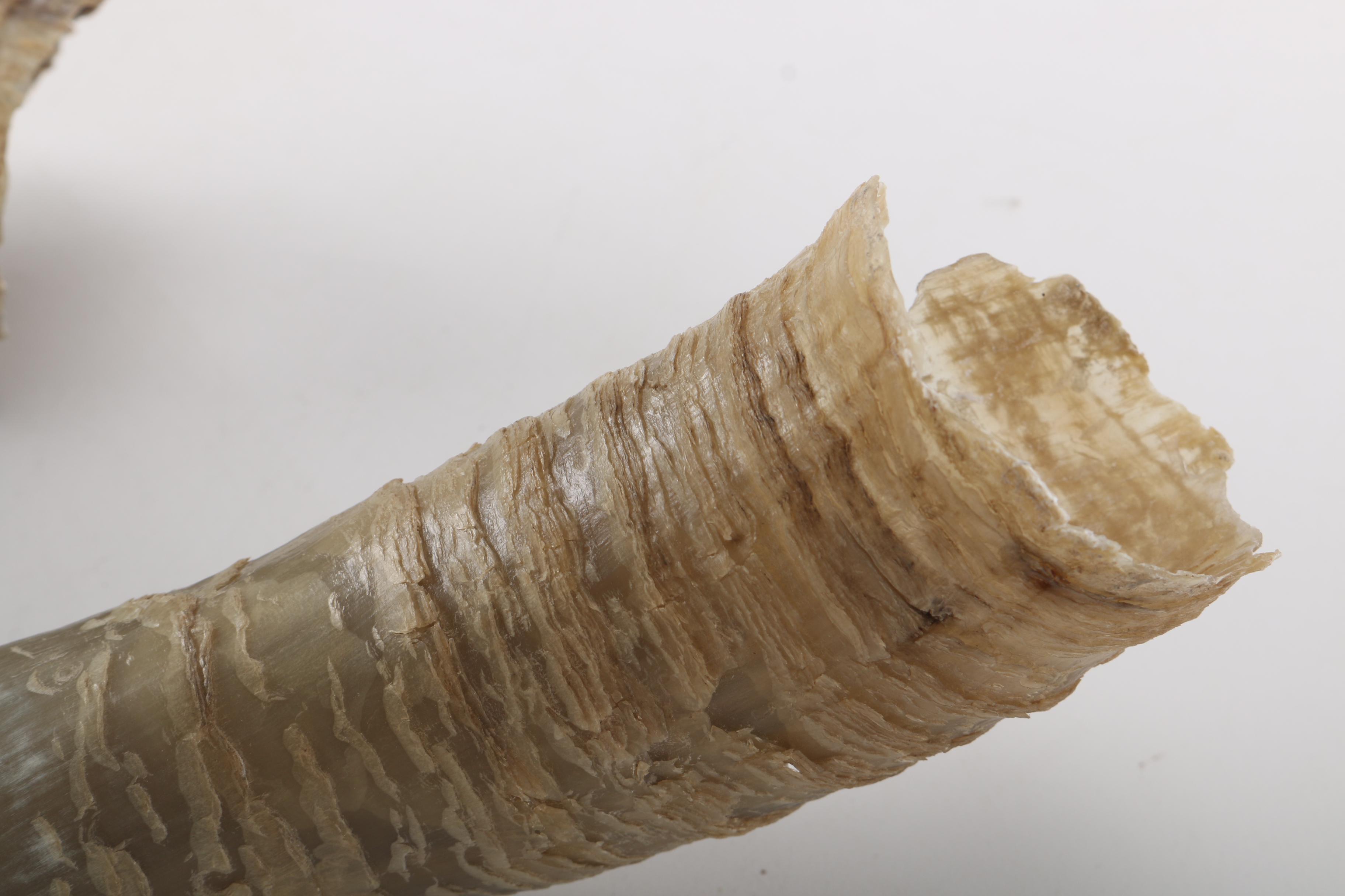 Steer Skull With Horns