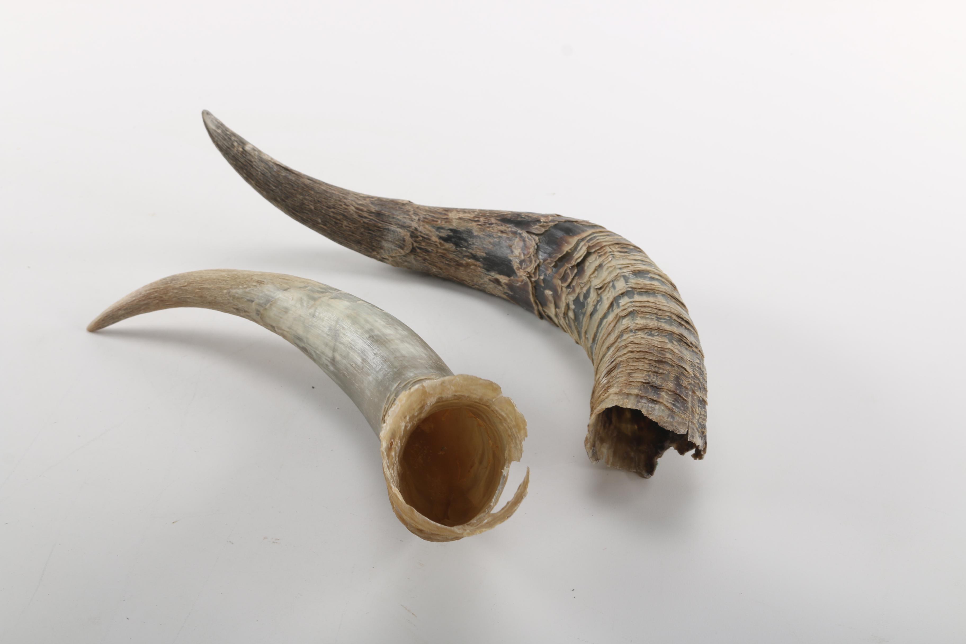 Steer Skull With Horns