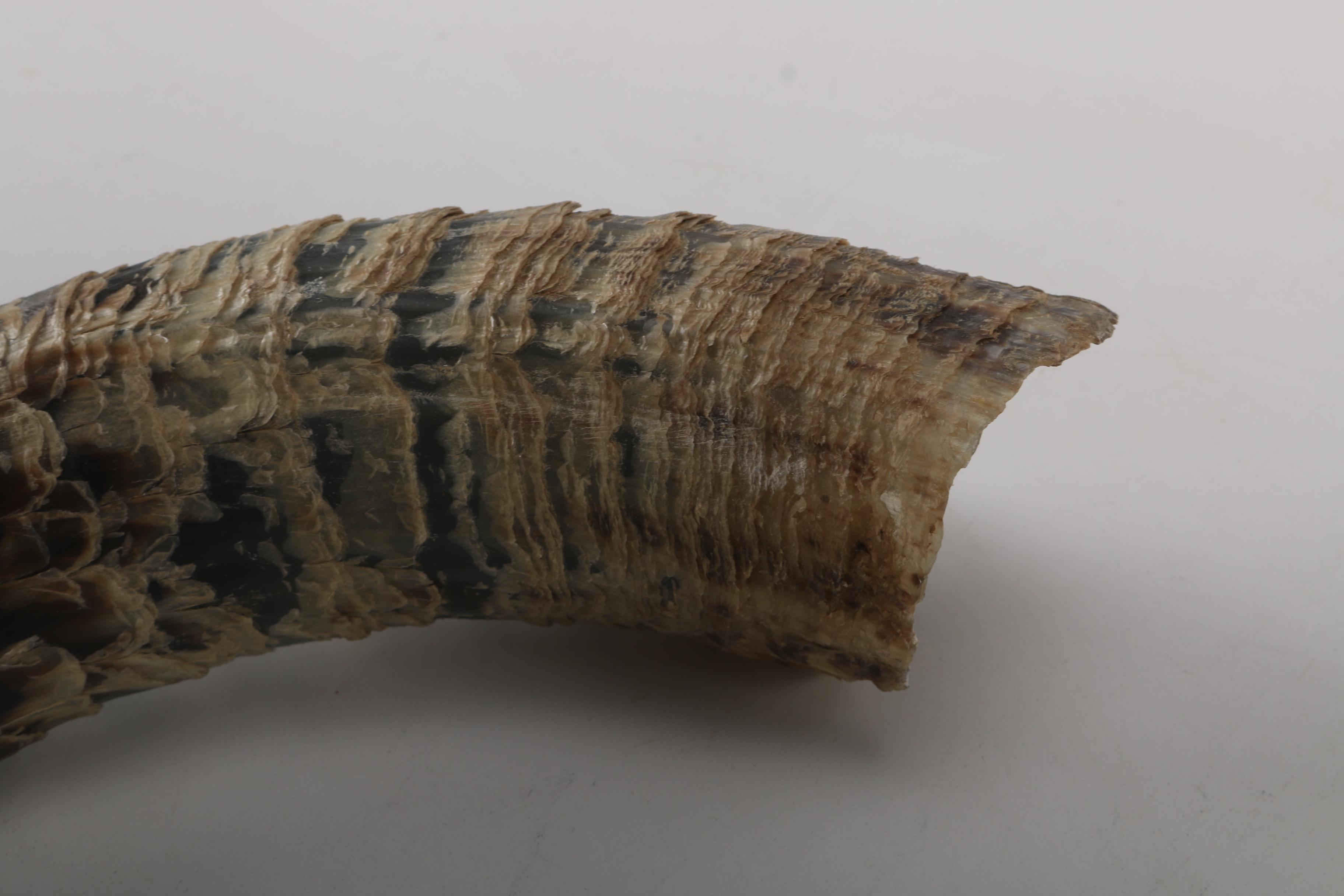 Steer Skull With Horns