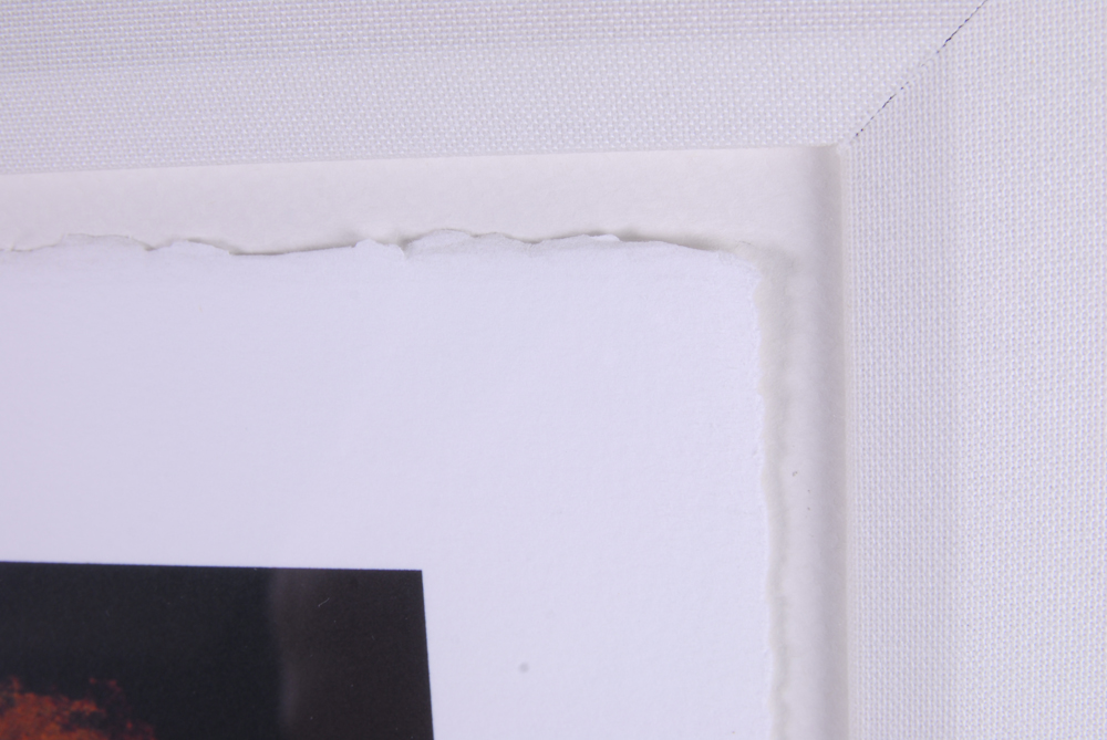 Signed Arthur Albin Offset Lithograph "Rose Study"