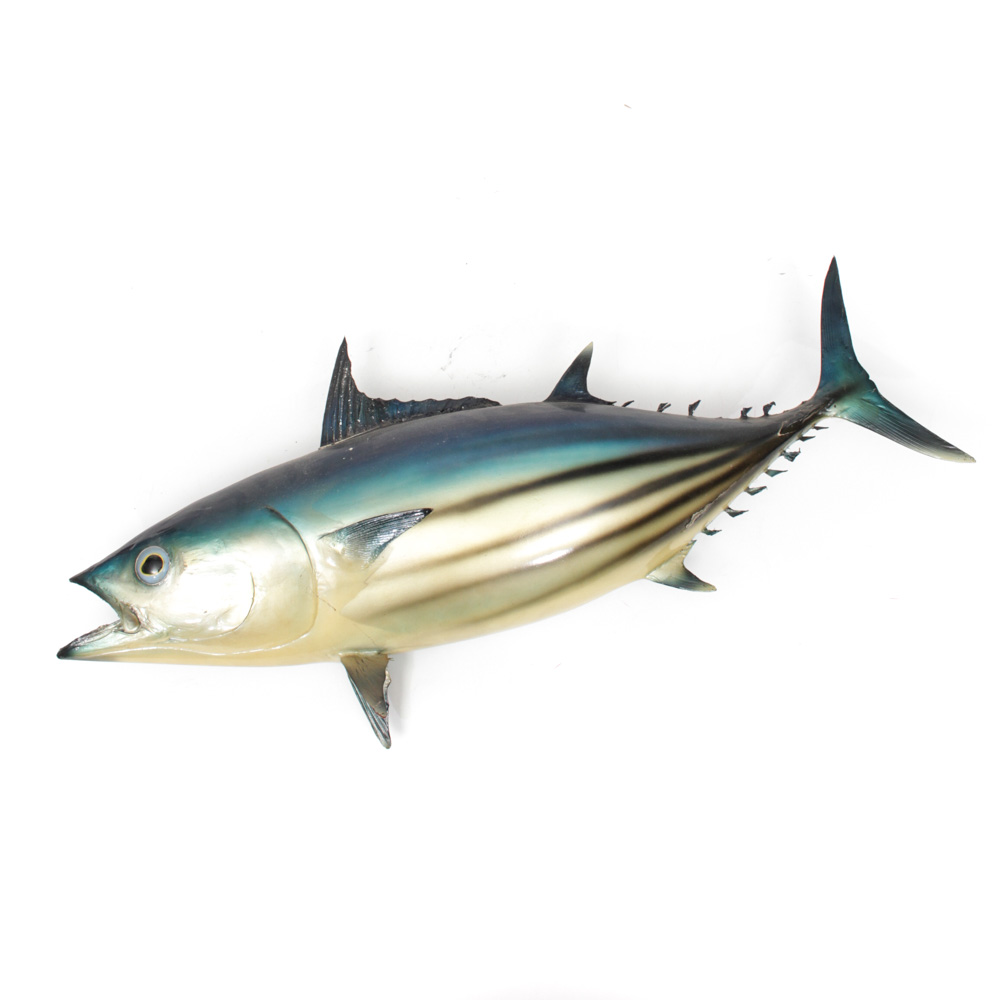 Taxidermied Arctic Bonito