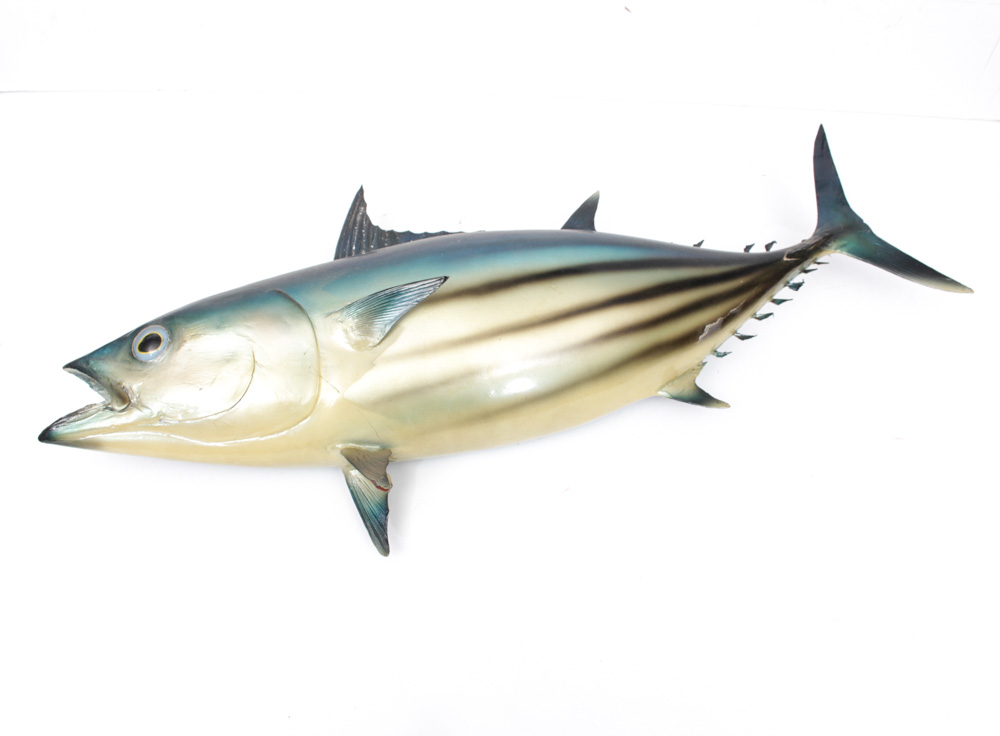 Taxidermied Arctic Bonito