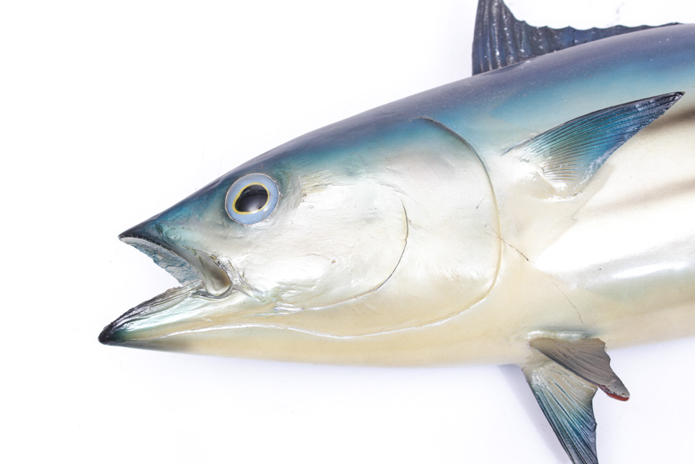 Taxidermied Arctic Bonito