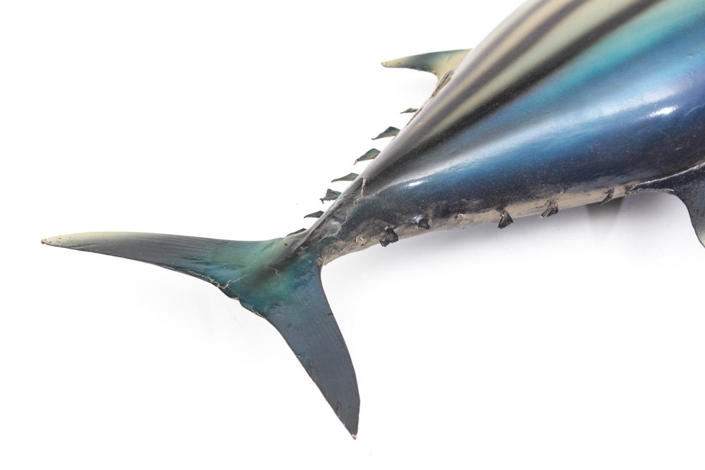 Taxidermied Arctic Bonito