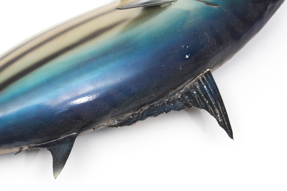 Taxidermied Arctic Bonito
