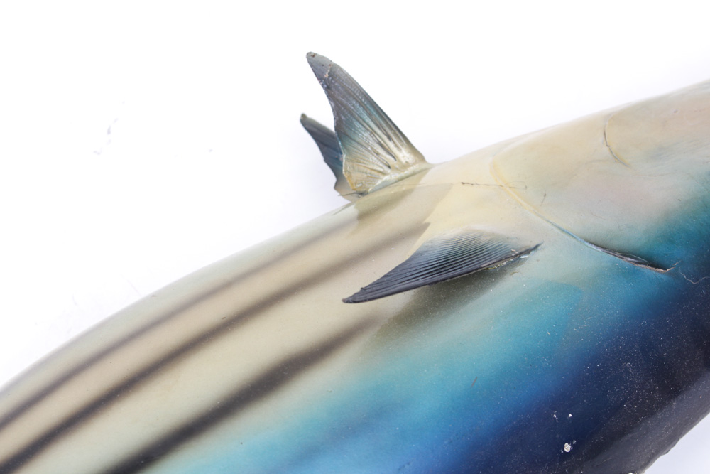Taxidermied Arctic Bonito