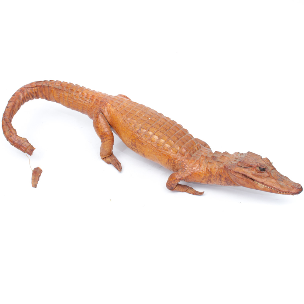 Vintage Taxidermy Alligator