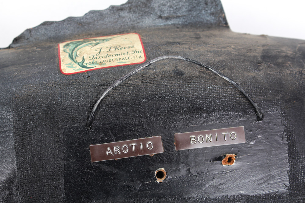 Taxidermied Arctic Bonito