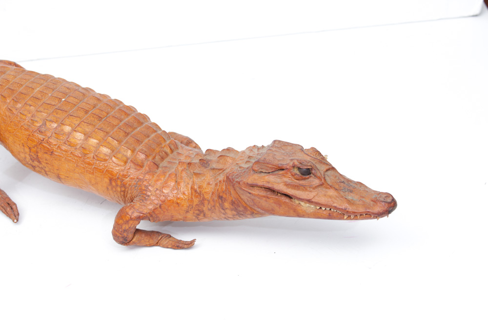 Vintage Taxidermy Alligator
