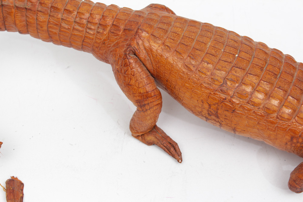 Vintage Taxidermy Alligator