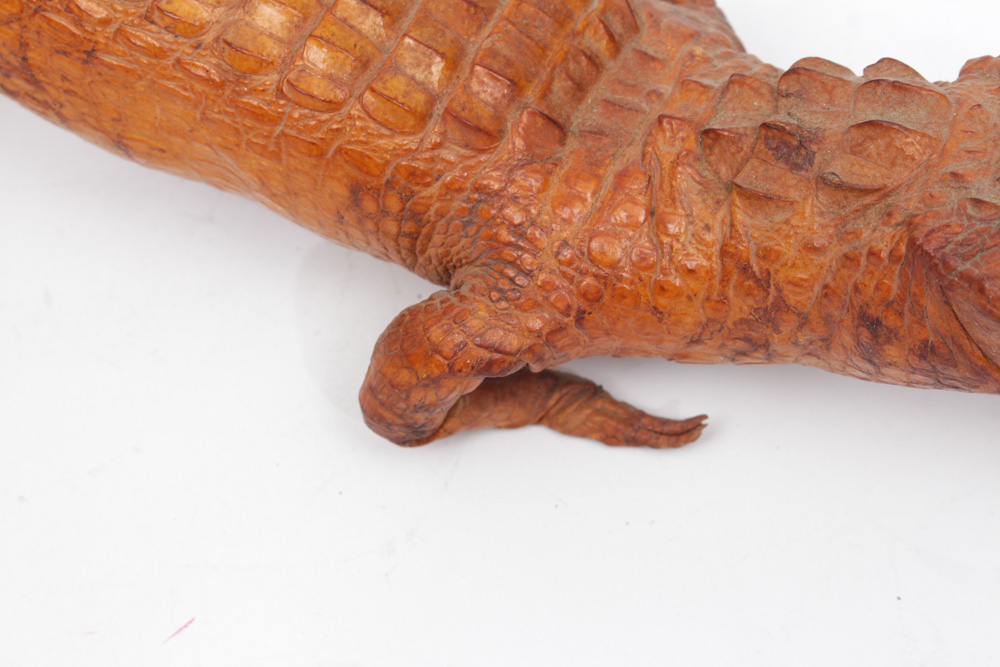 Vintage Taxidermy Alligator