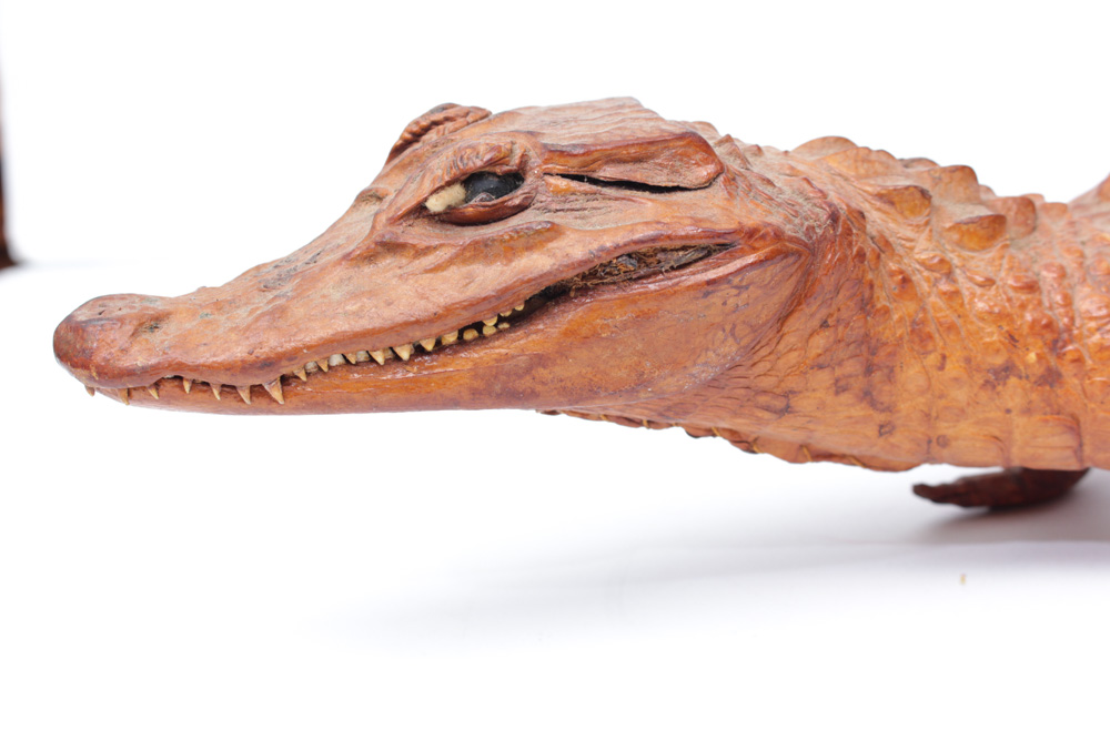 Vintage Taxidermy Alligator