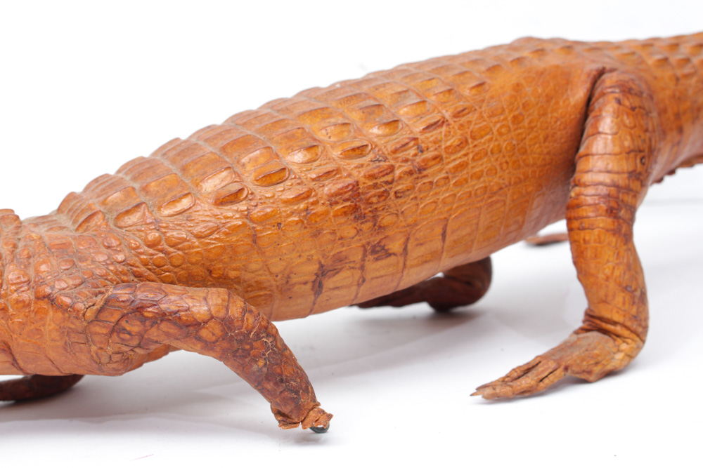 Vintage Taxidermy Alligator