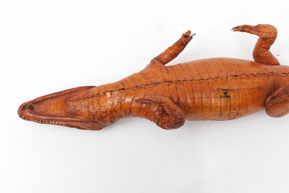 Vintage Taxidermy Alligator