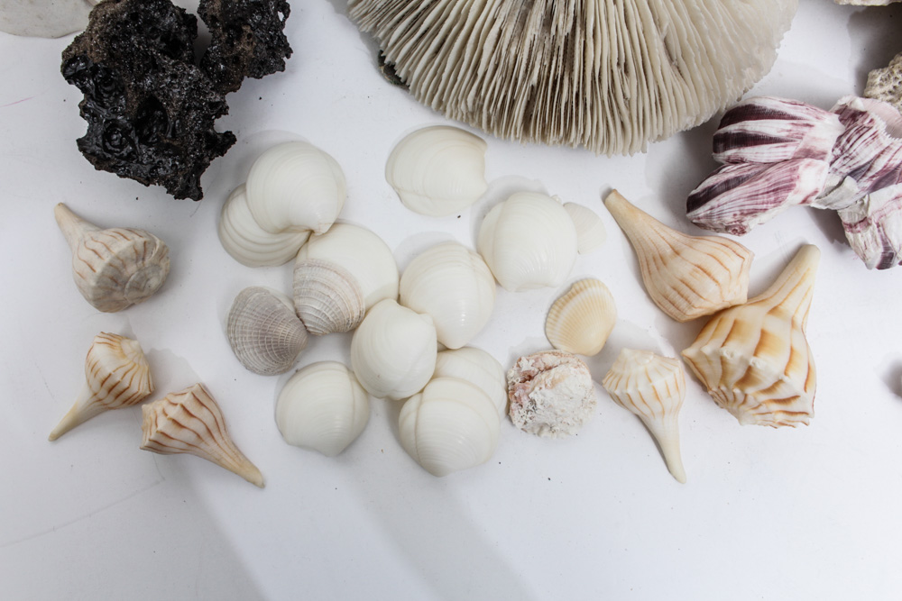 Sea Specimen Selection
