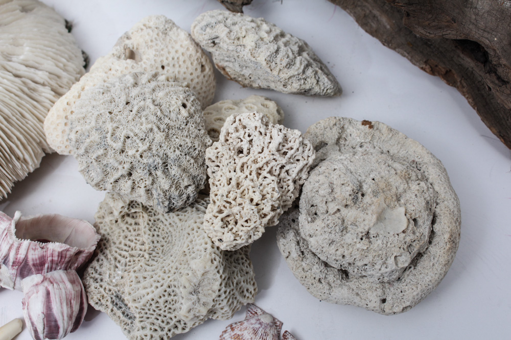 Sea Specimen Selection