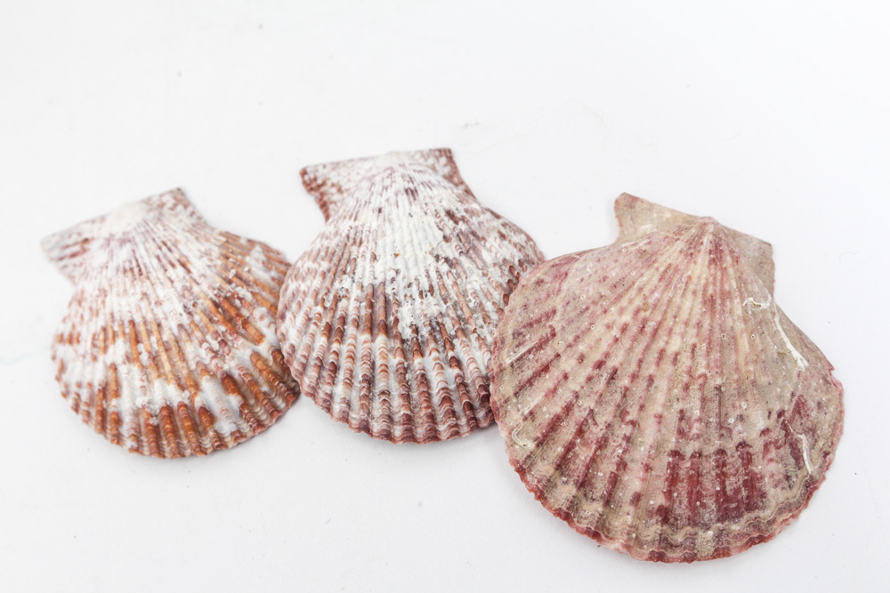 Sea Specimen Selection