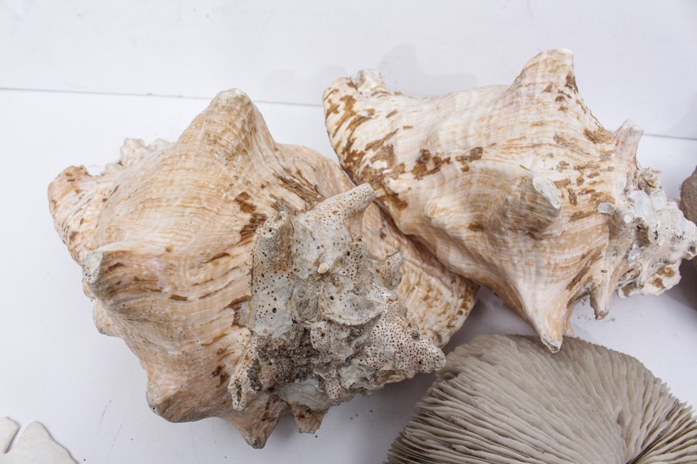 Sea Specimen Selection