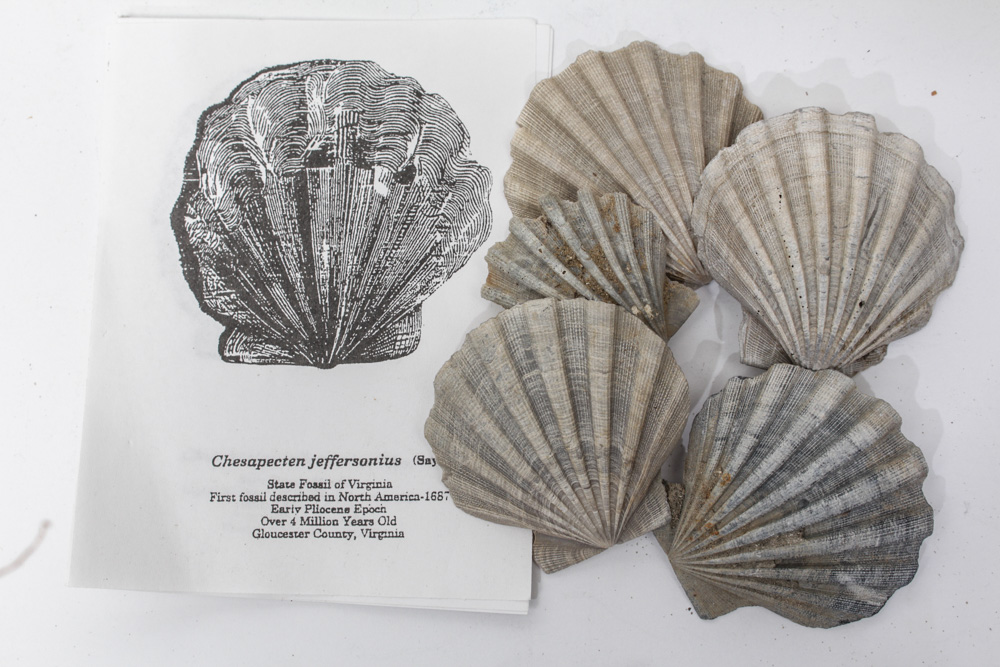 Sea Specimen Selection