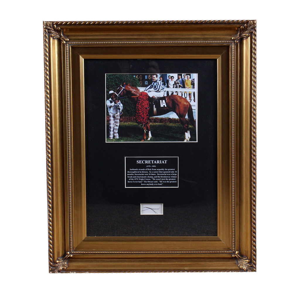 Photograph of Secretariat with Hair Strands