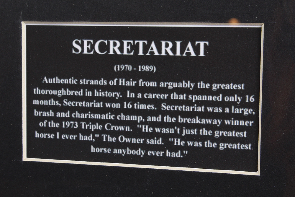 Photograph of Secretariat with Hair Strands