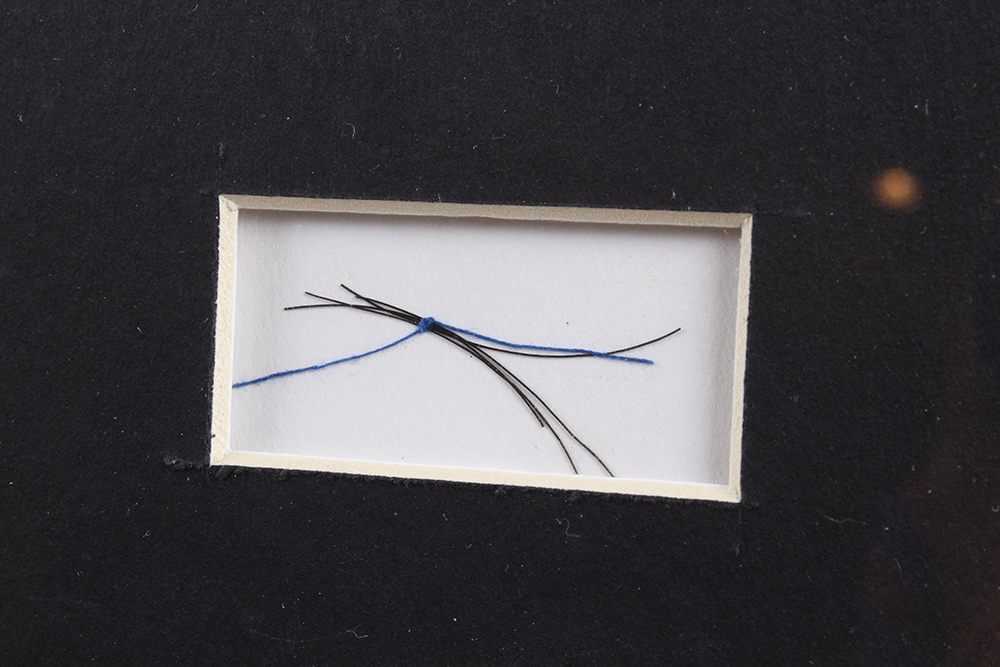 Photograph of Secretariat with Hair Strands