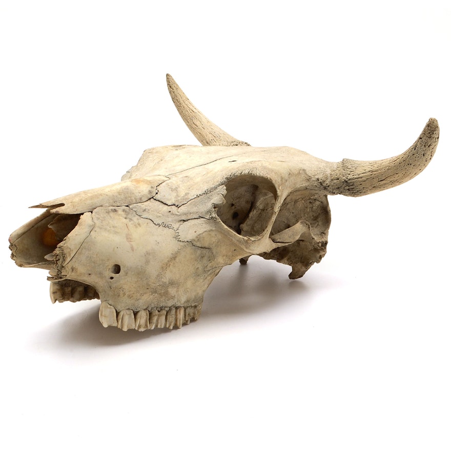 Bovine Skull With Horns