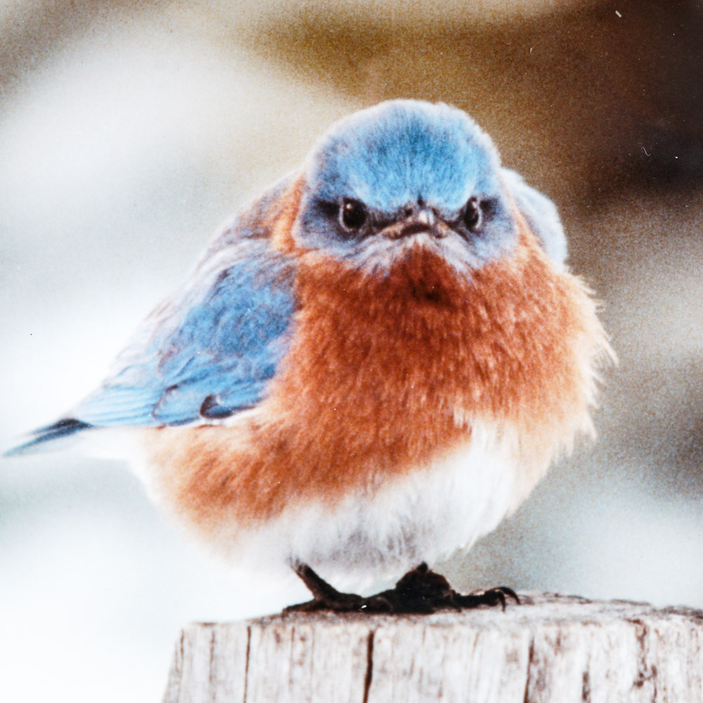Michael L. Smith Photographic Print "Mad Bluebird"