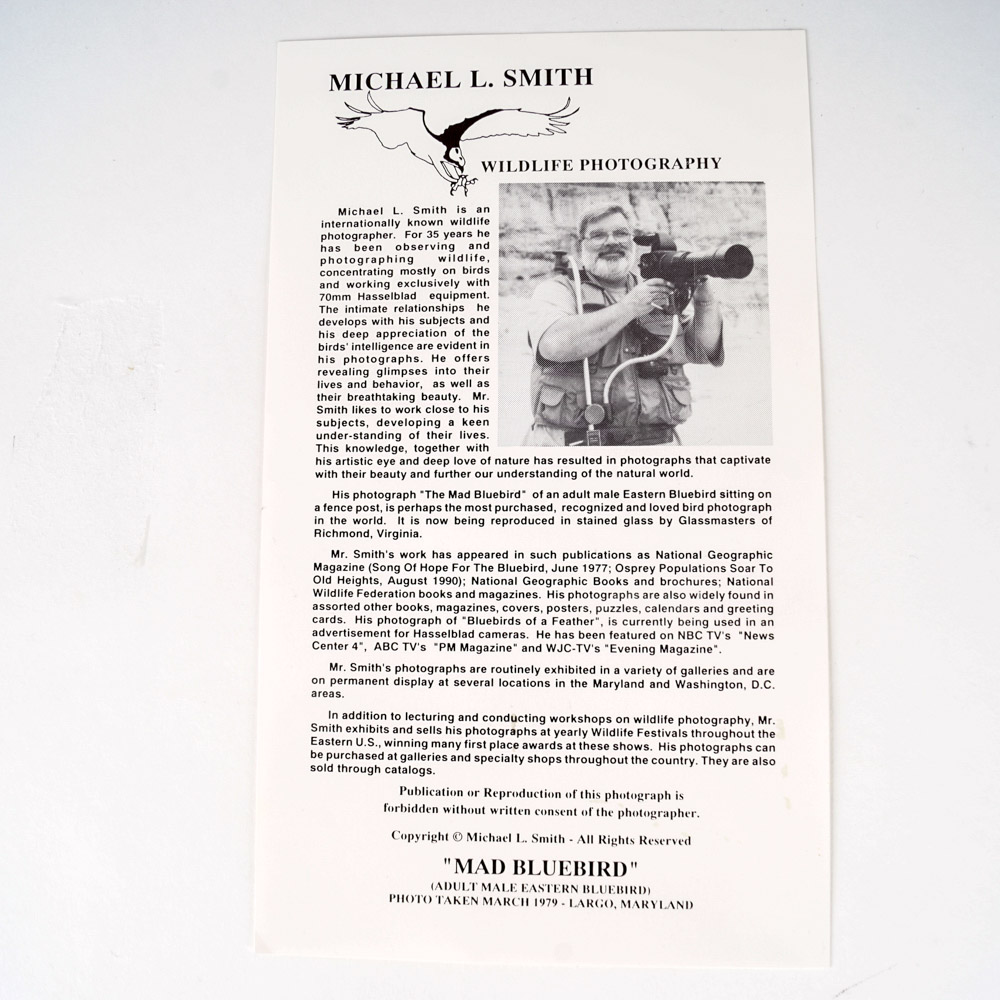 Michael L. Smith Photographic Print "Mad Bluebird"