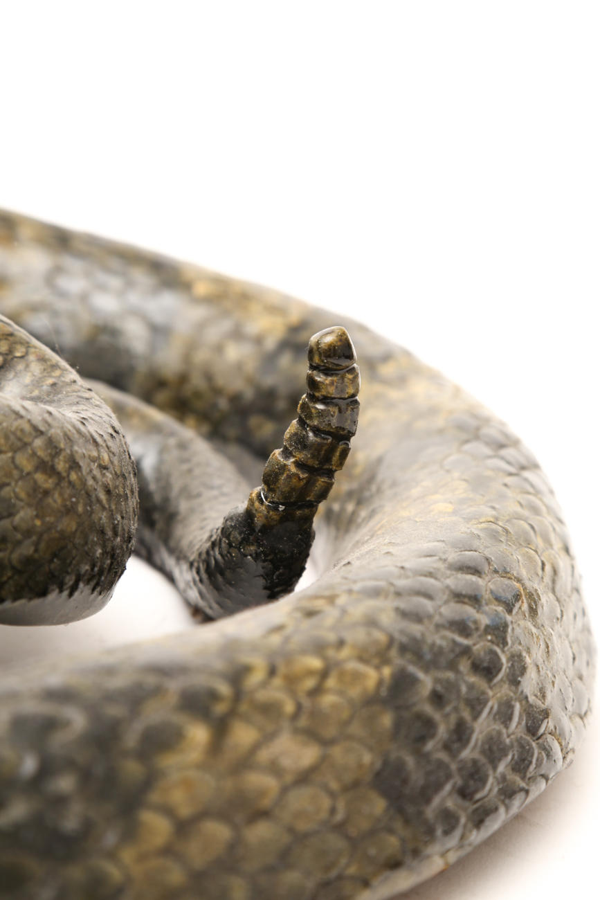 Michael + Melvin Crocker Detailed Clay Snake Sculpture