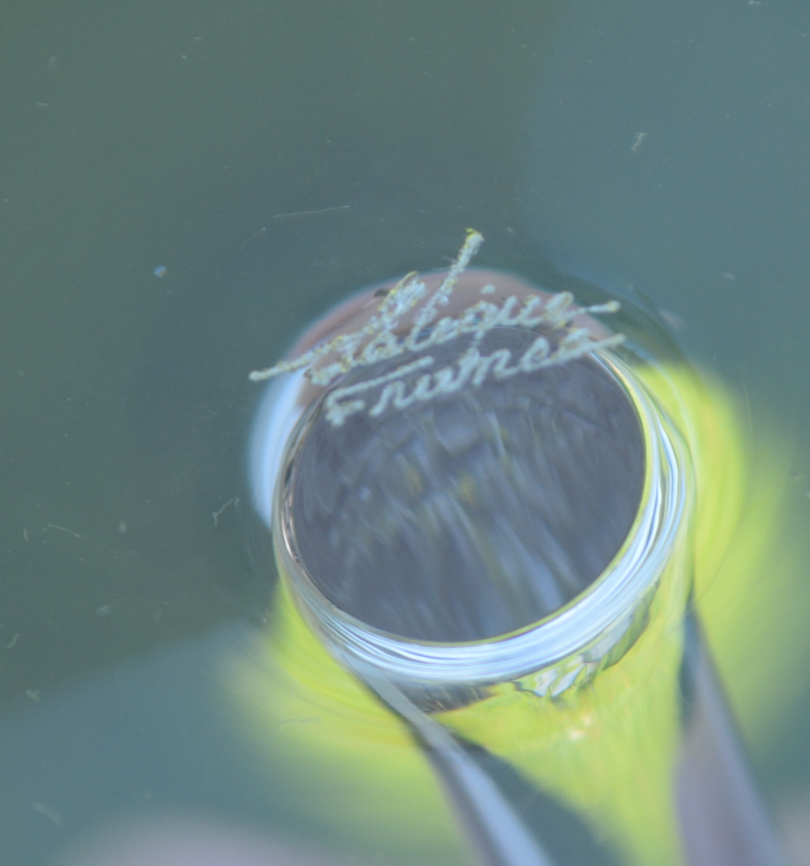 Seven Lalique Crystal Wine Glasses