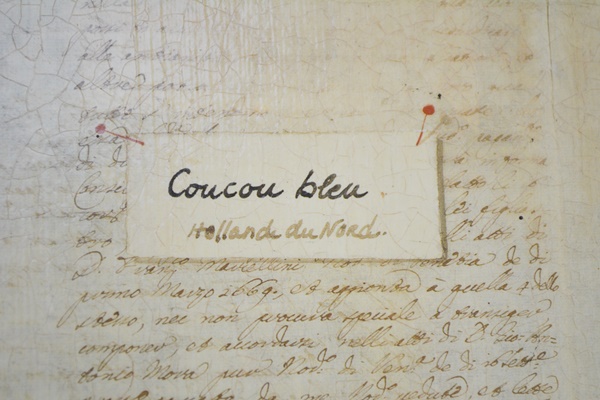 Rooster Decor Collection