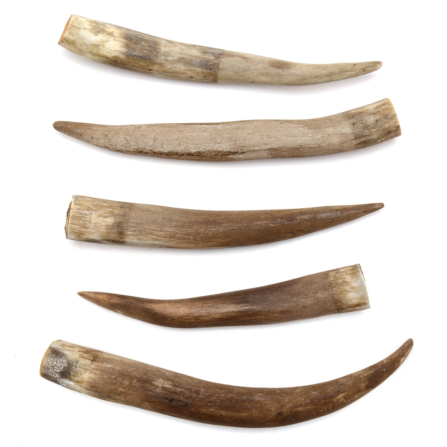 Five Wild Boar Teeth