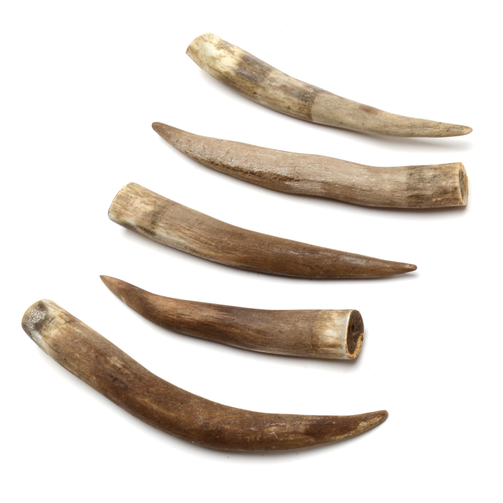 Five Wild Boar Teeth