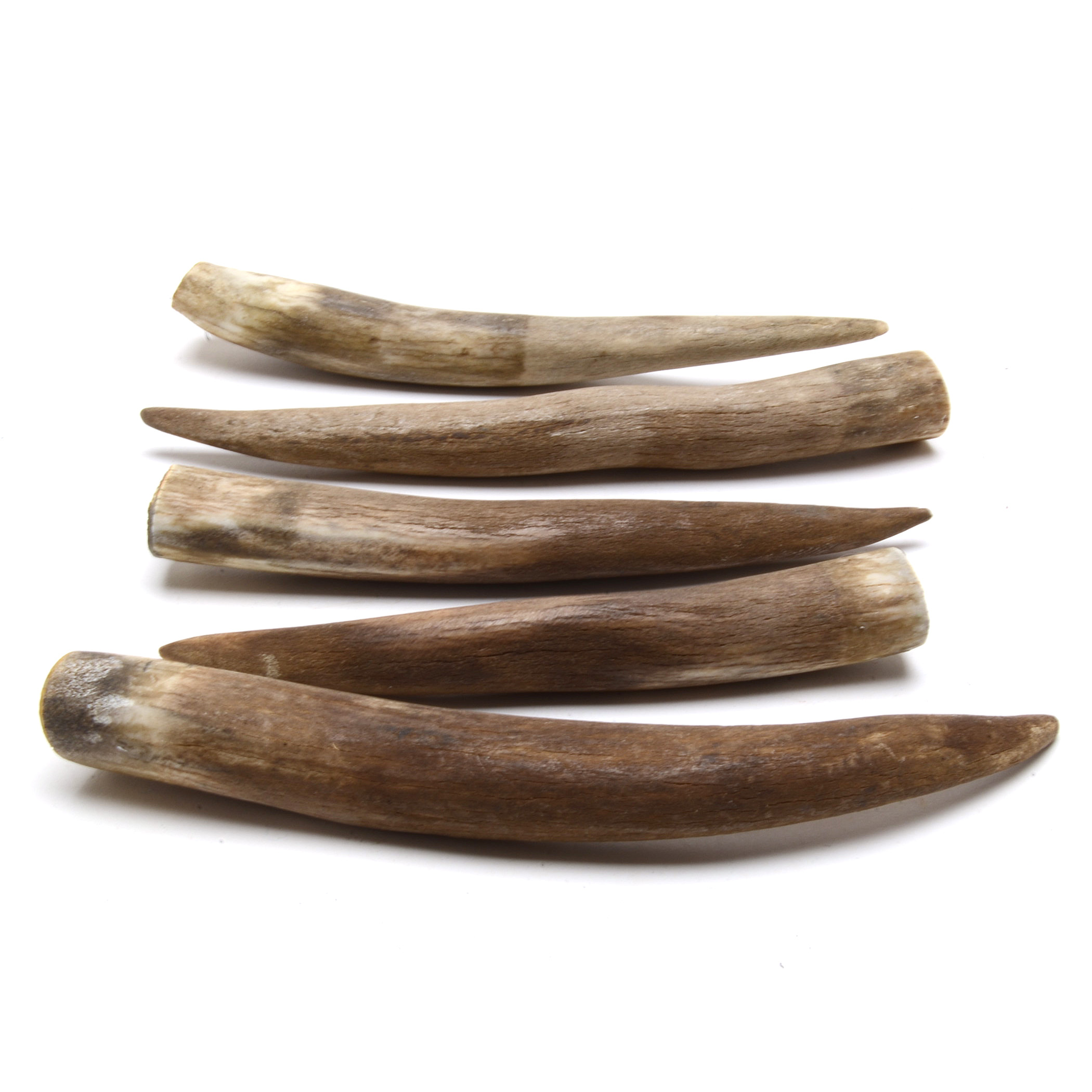 Five Wild Boar Teeth